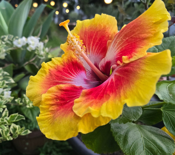 Hibiscus_-600x534_shutterstock_2466473421