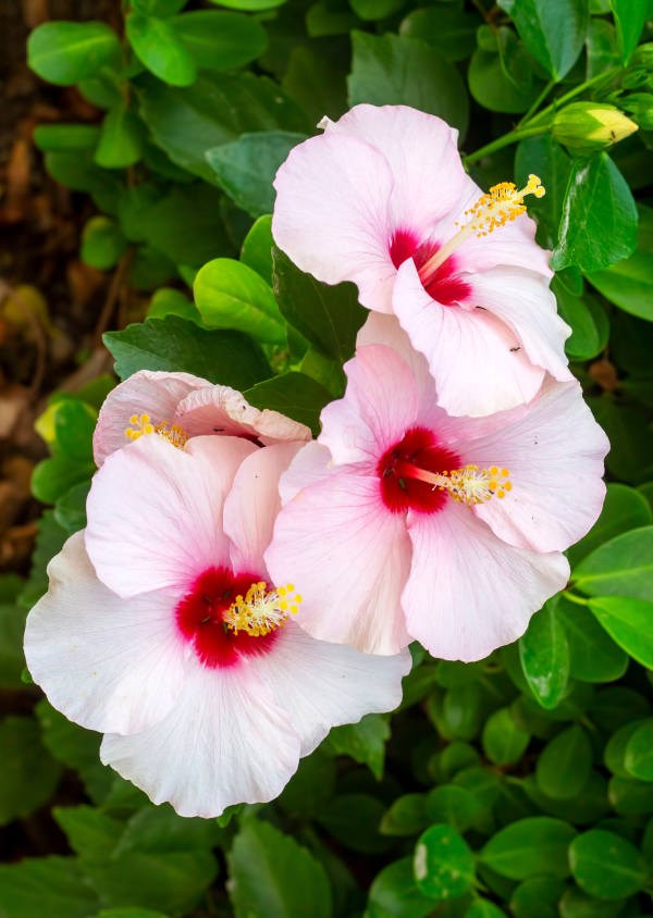 Zantedeschia