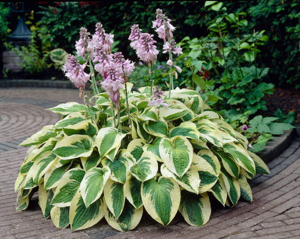 hostas