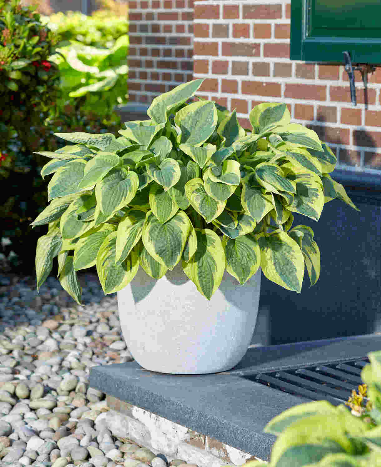 Hosta_Wide_Brim_visi197157_-_Roel_Turkenburg_Vitas_FOC