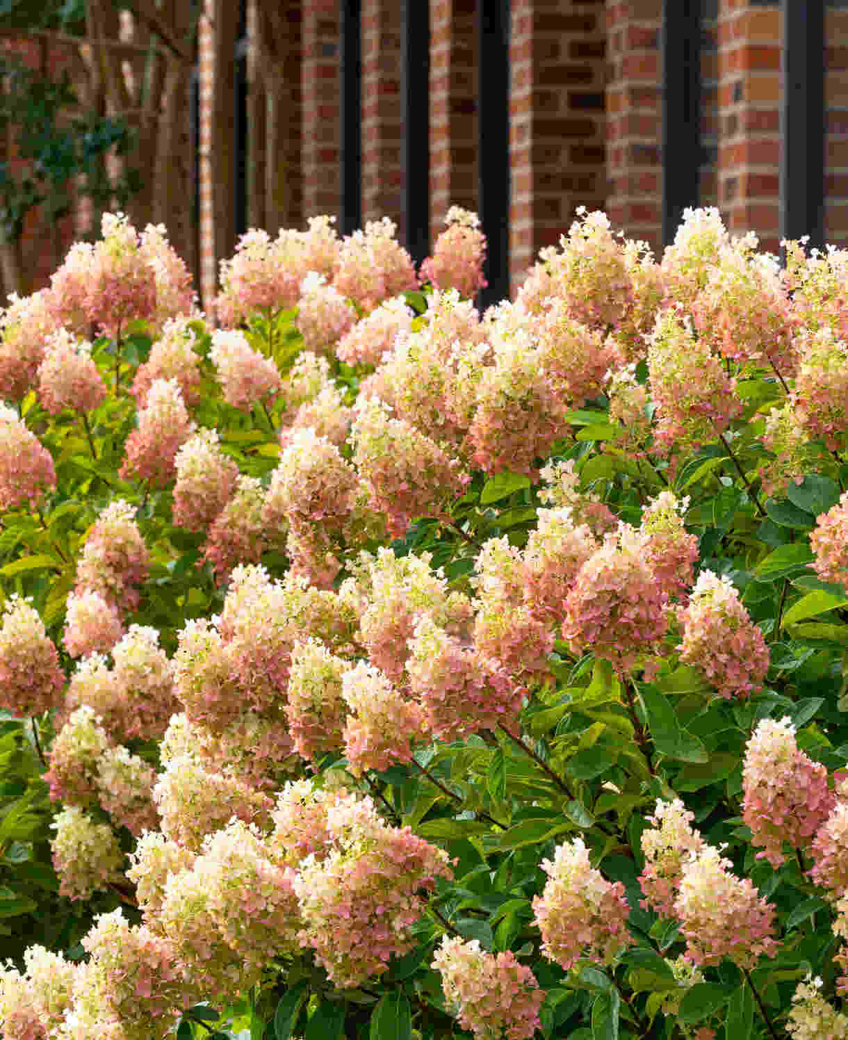 Hydrangea_Limelight_-_shutterstock_2197146329