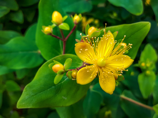 Hypericum_perforatum_600x450-_shutterstock_1439434136