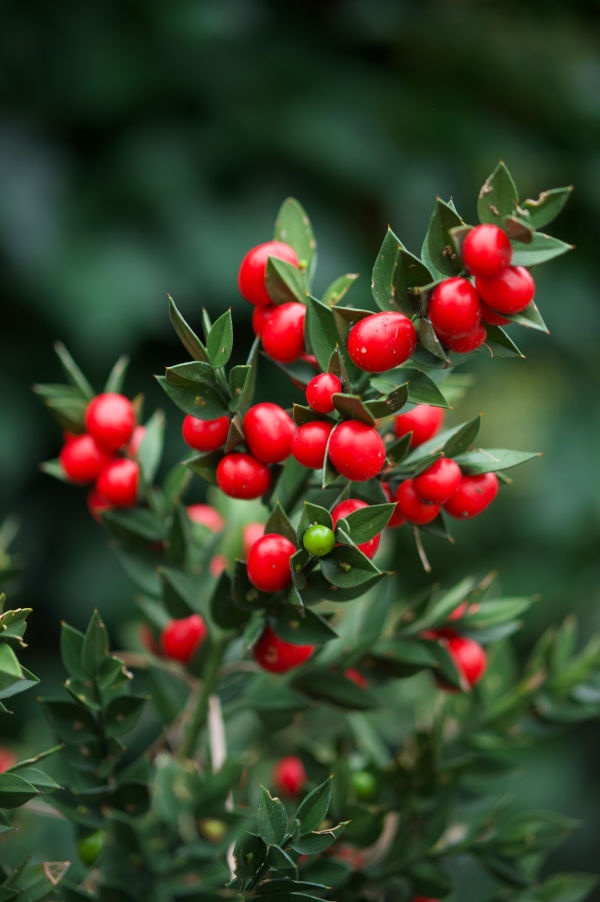 Ilex_serrata_-600x902_shutterstock_2530040627