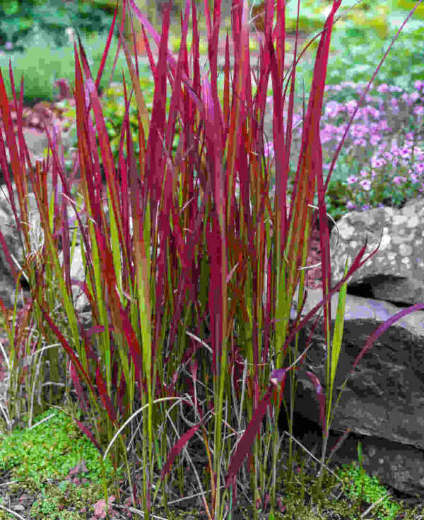 Zantedeschia