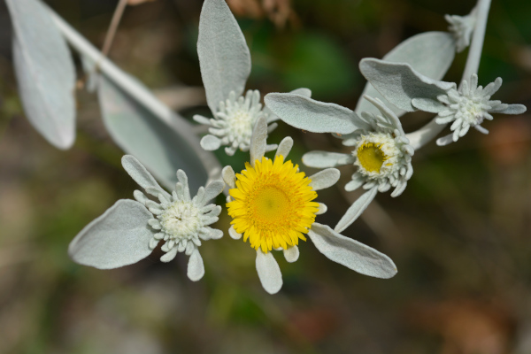 Inula_verbascifolia_600x400-_shutterstock_2474344893