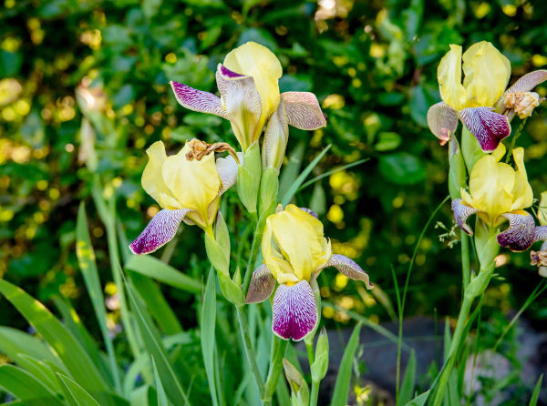 Iris_germanica_600x446-_shutterstock_2472486757_2