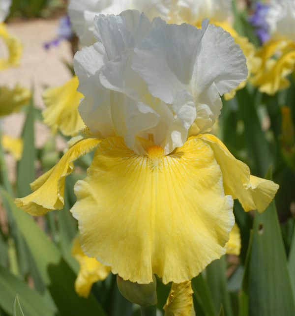 iris