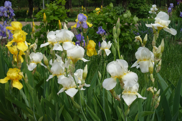 Iris_germanica_white_yellow_and_violet_600x400-_shutterstock_2431104897_1