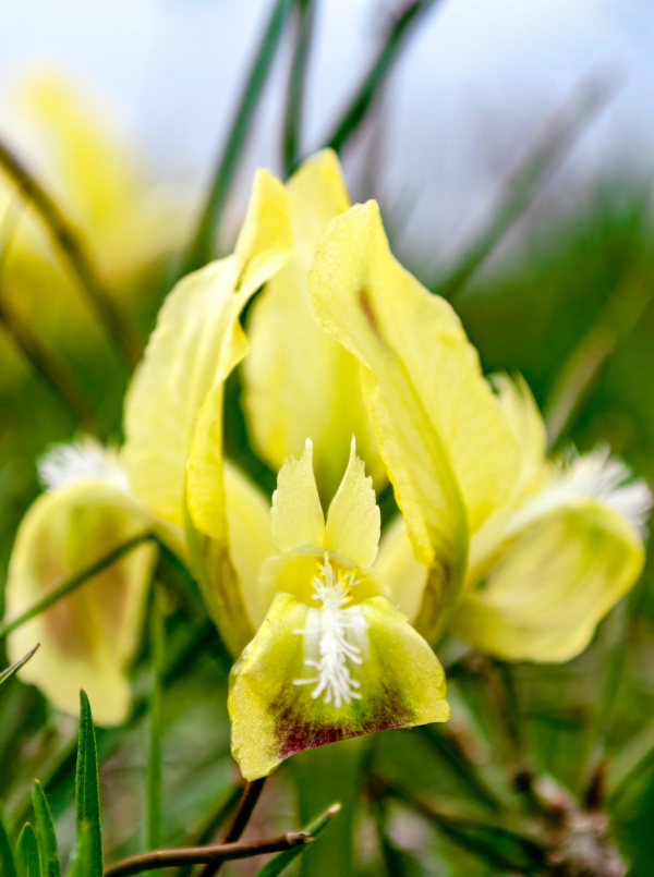 Iris_reticulata_600x805-_shutterstock_2148204531