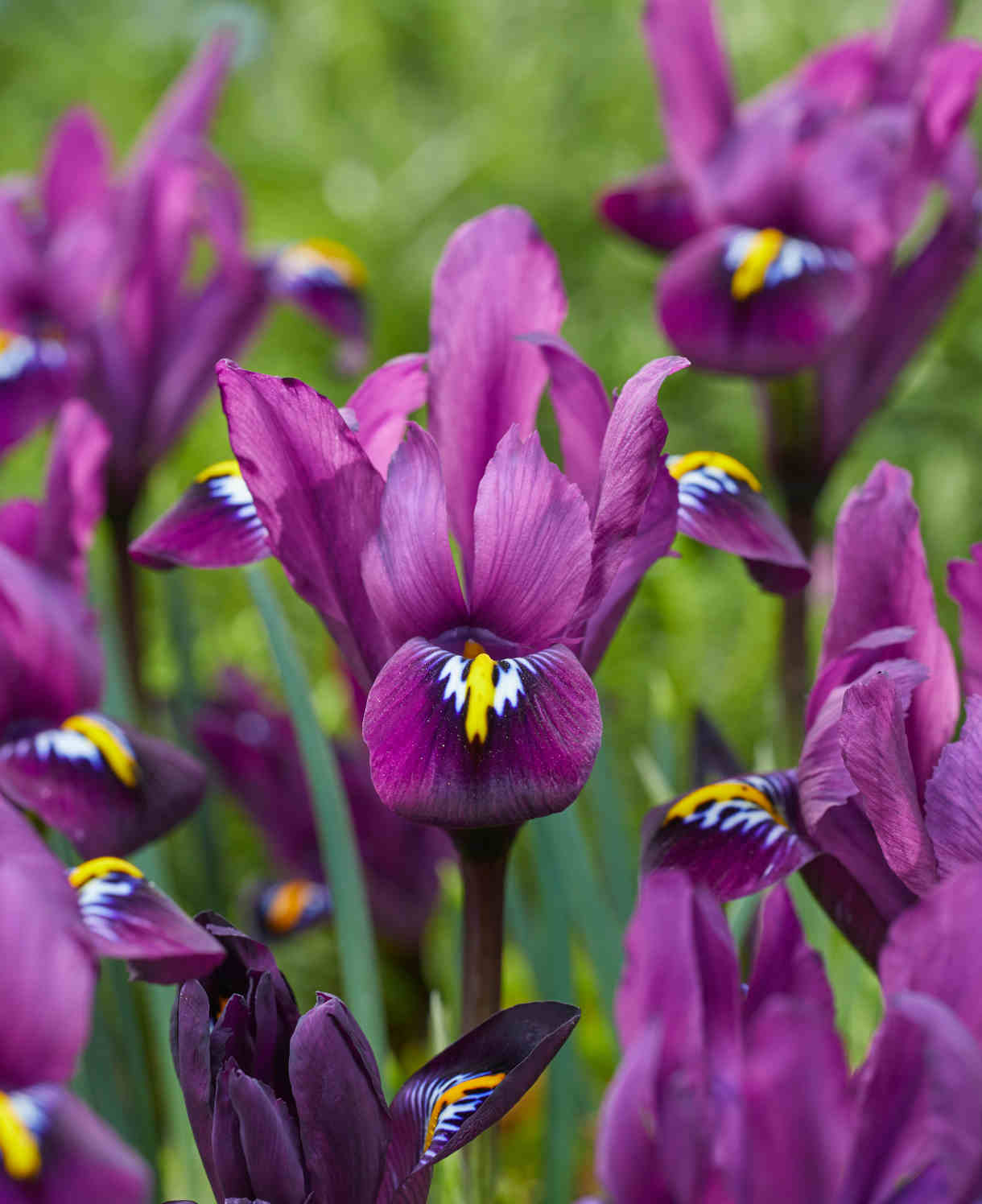 Iris_reticulata_Purple_Hill_-_Visons_visi202537-1-BA24-1220X1496