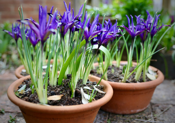 Iris_sibirica_Blue_Note_600x422-_shutterstock_2265000735