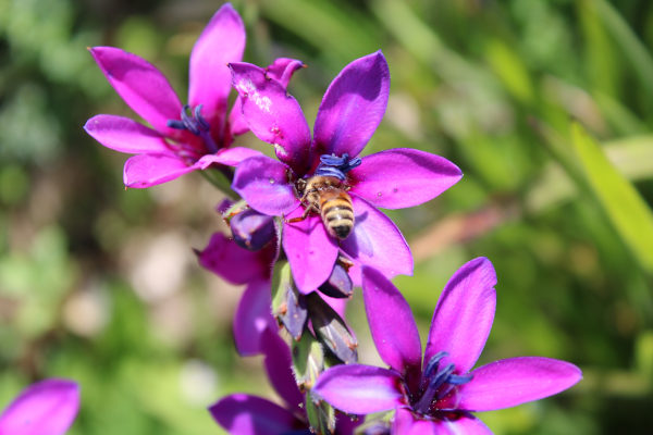 Ixia_purple_-600x400_shutterstock_2229261025