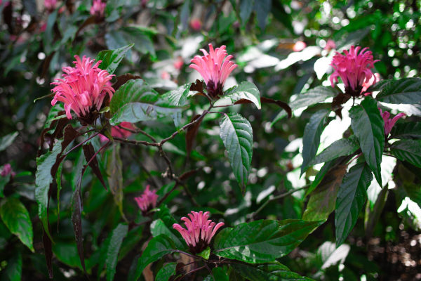 Jacobinia_Justicia_carnea_600X400-_shutterstock_2333549861