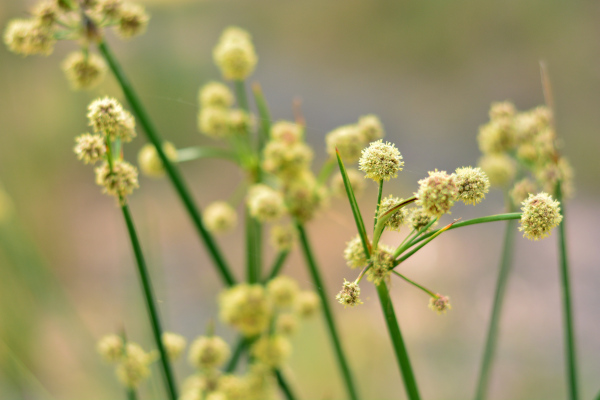 Juncus_flowers_600x400-_shutterstock_1763597231