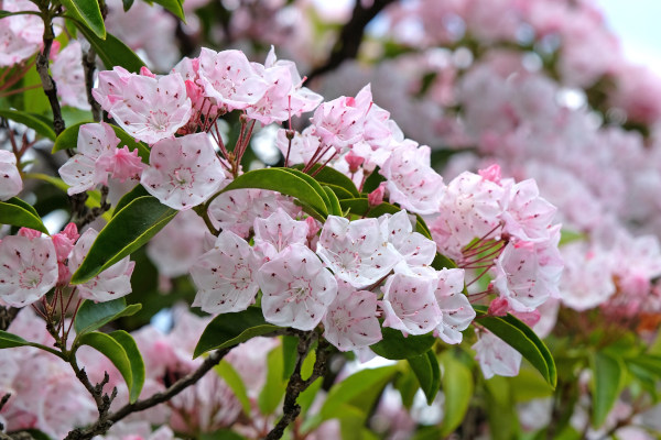 Kalmia_latifolia_Hoffmans_Pink_600x400-_shutterstock_2481876023_1