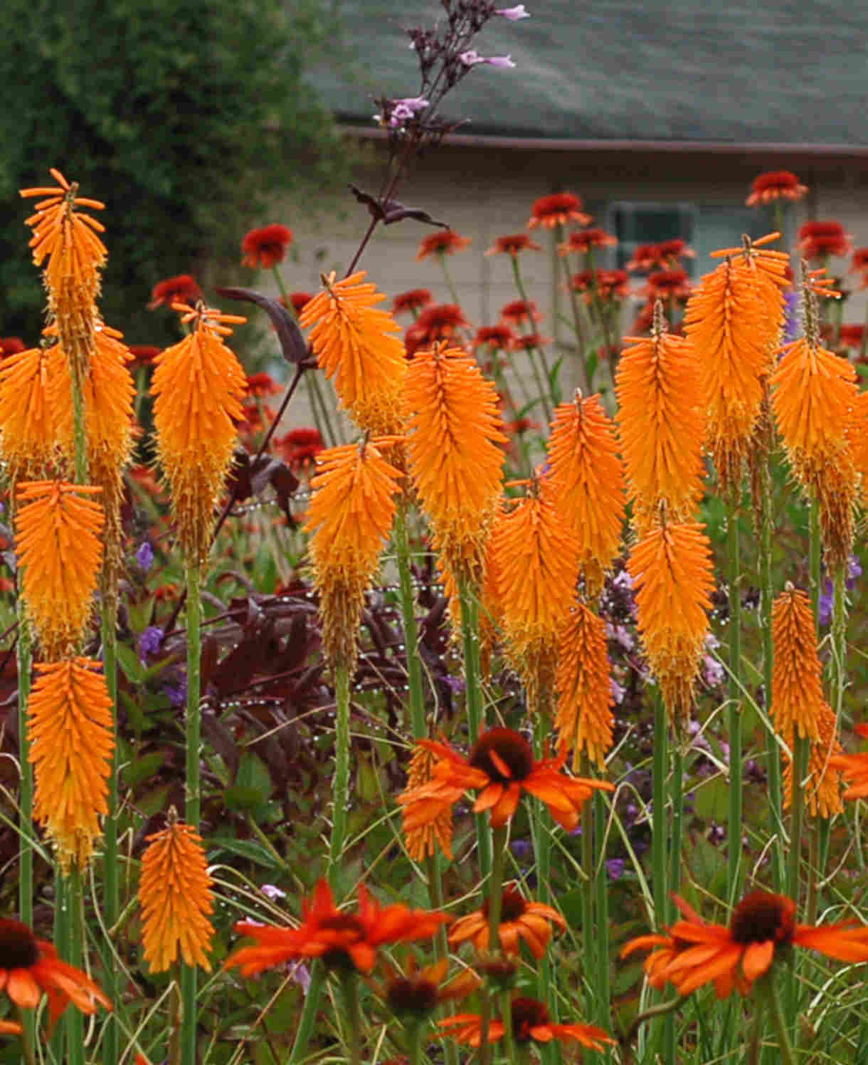 Kniphofia-Mango-Popsicle_1220x1496_FOC_Terranova_download_2