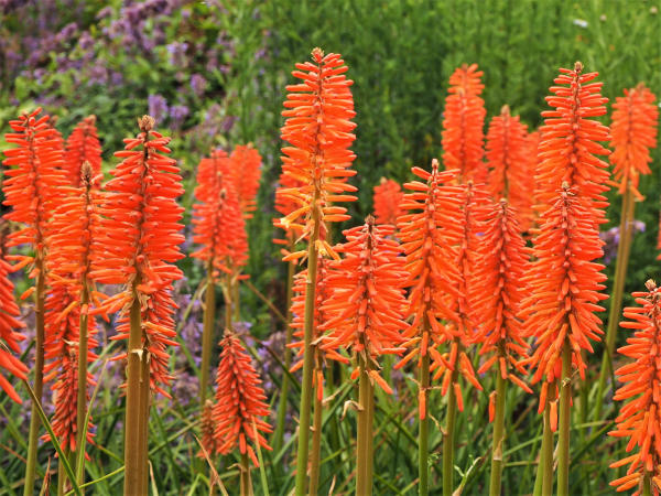 Kniphofia_orange_600x450-_shutterstock_1135639790