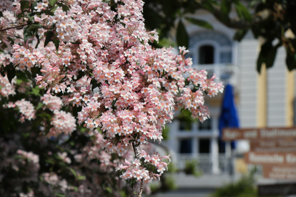 Kolkwitzia_blossom_600x400-_shutterstock_1407928181