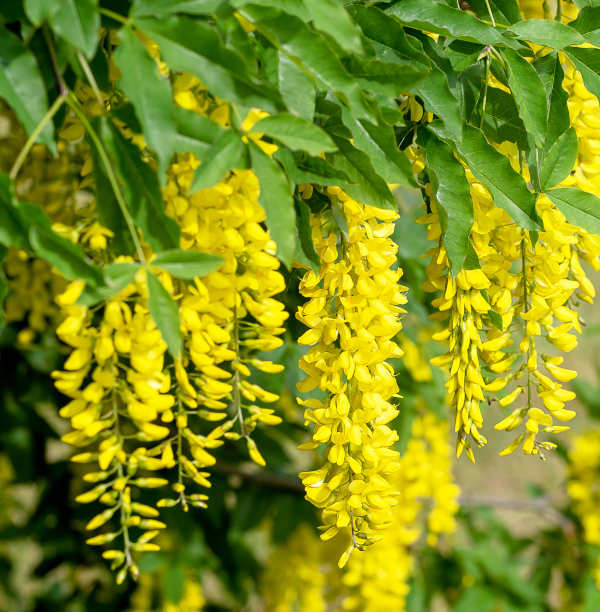 Laburnum_x_watereri_600x612-_shutterstock_1754206259_1