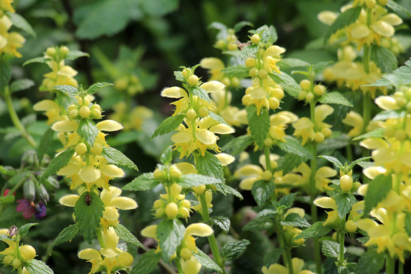 Lamium_Florentinum_600X400_-_shutterstock_2449859951