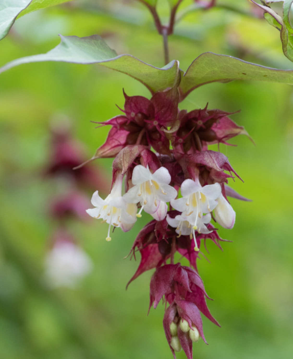 Leycesteria_formosa_1220x1496_shutterstock_1478002502