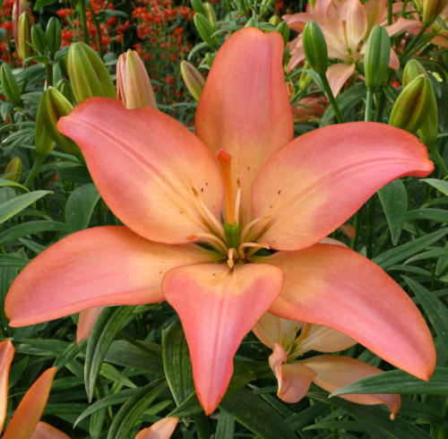 Lilium-Easy-Whisper_500x490_Lily-company