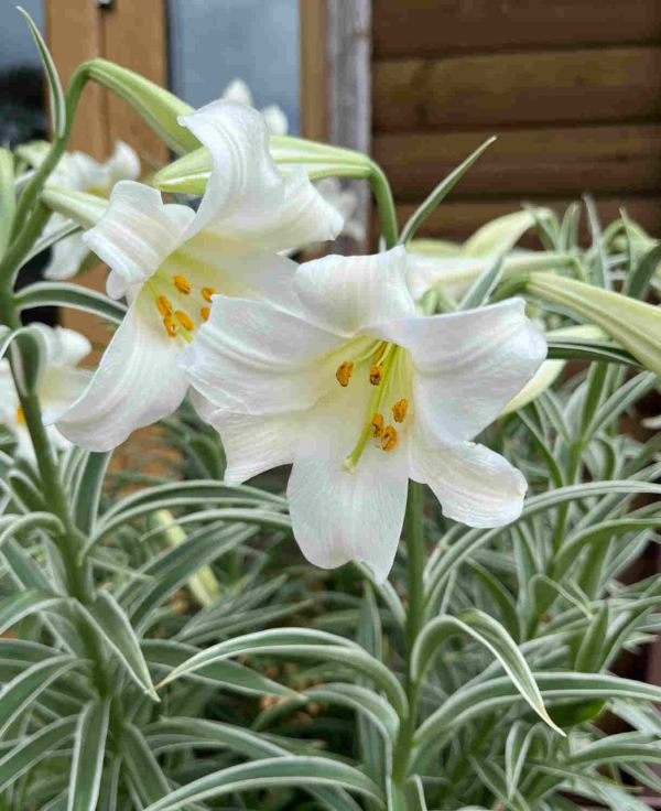 Lilium_longiflora_Follis_Variegatis_600x500_JO_FOC_1_