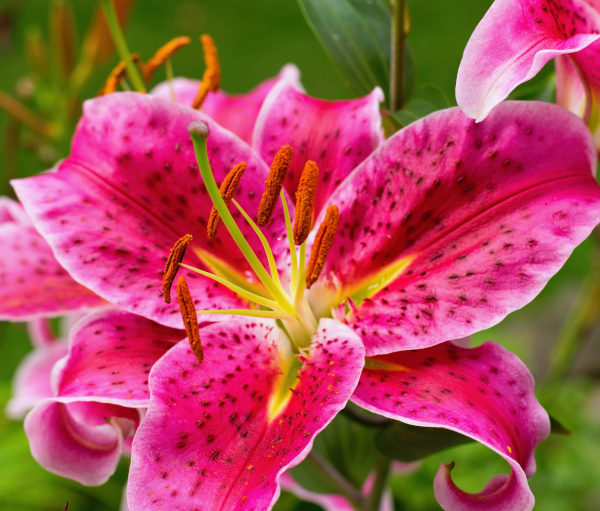 Lilium_pink_-_600x511_shutterstock_2463135239