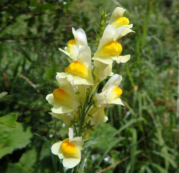 Linaria_-_600x581_shutterstock_694753492