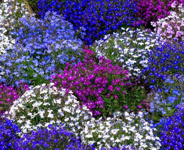 Lobelia_containers_-_600x489_shutterstock_2275487281