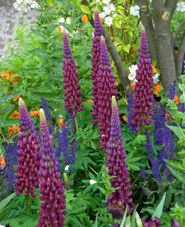 lupins