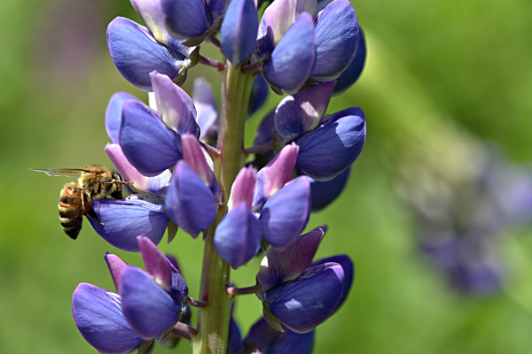 Lupin_and_bees_-600x400_shutterstock_1984438934