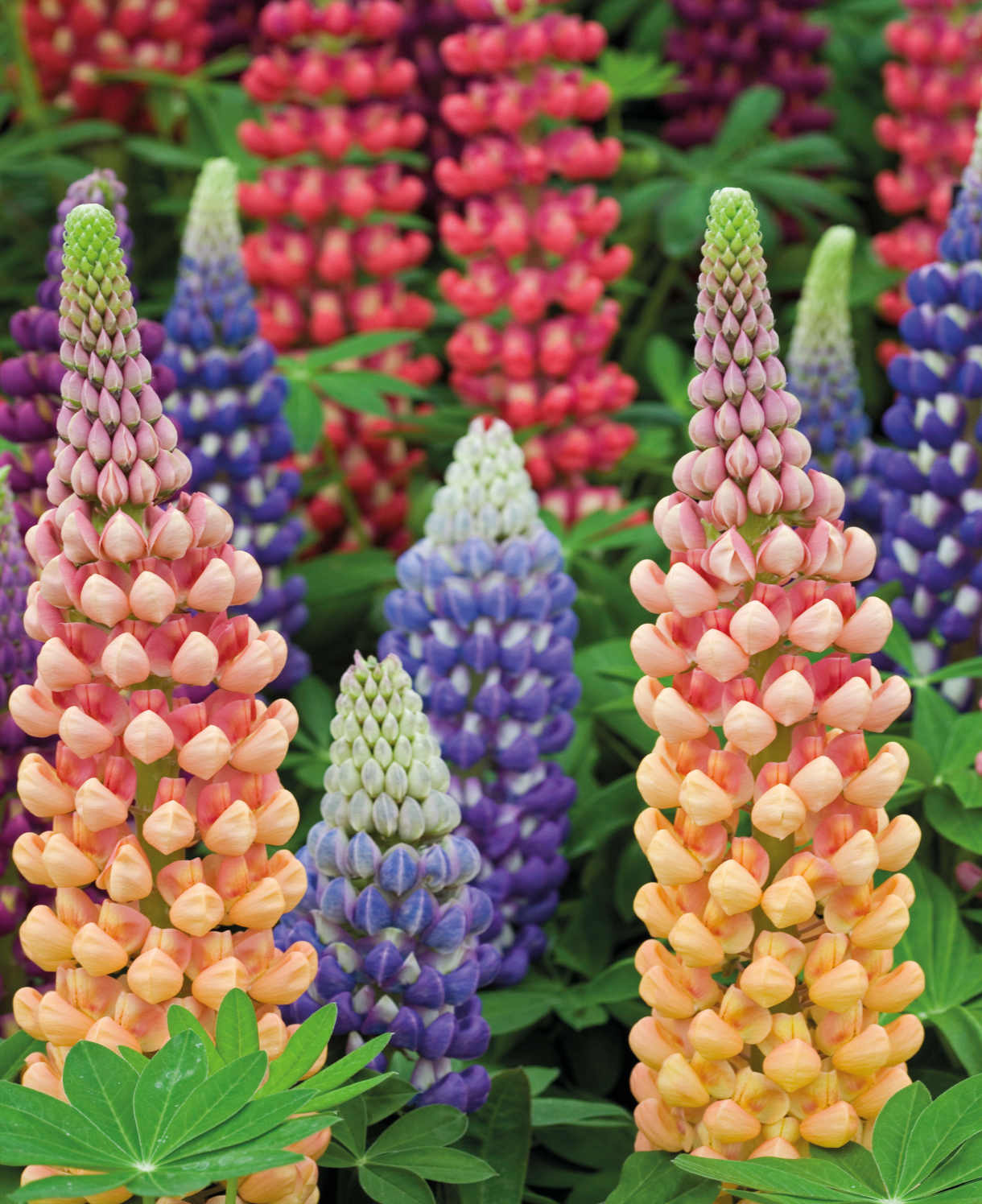 Lupin_mix_GW_Images_JLY4046_LUPINS_MIXED_1220x1496