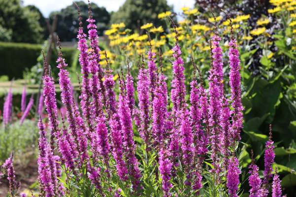 Lythrum_salicaria_600x400-_shutterstock_2504008527