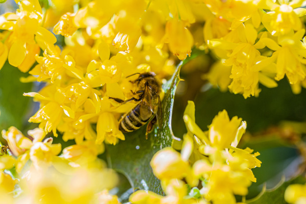 Mahonia_with_bee_-_600x400_shutterstock_1673447932