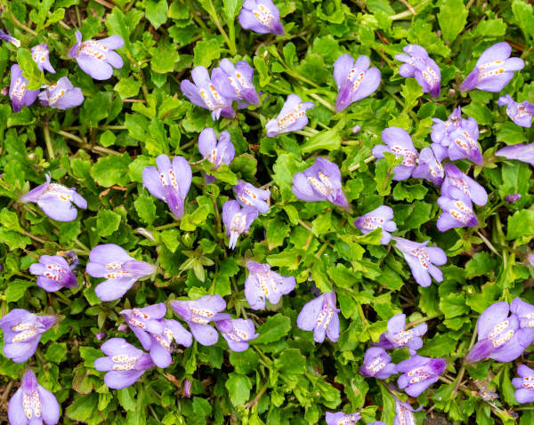 Mazus_reptans_-_600x478_shutterstock_1380518273