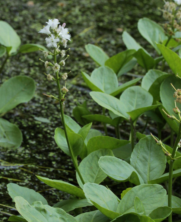 Menyanthes_Trifoliata_600x736_free_images_wiki_5_