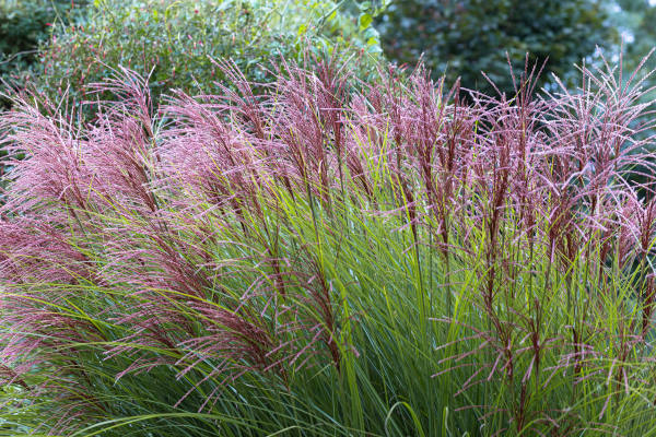 Miscanthus_Gracillimus_600x400-_shutterstock_2464392865