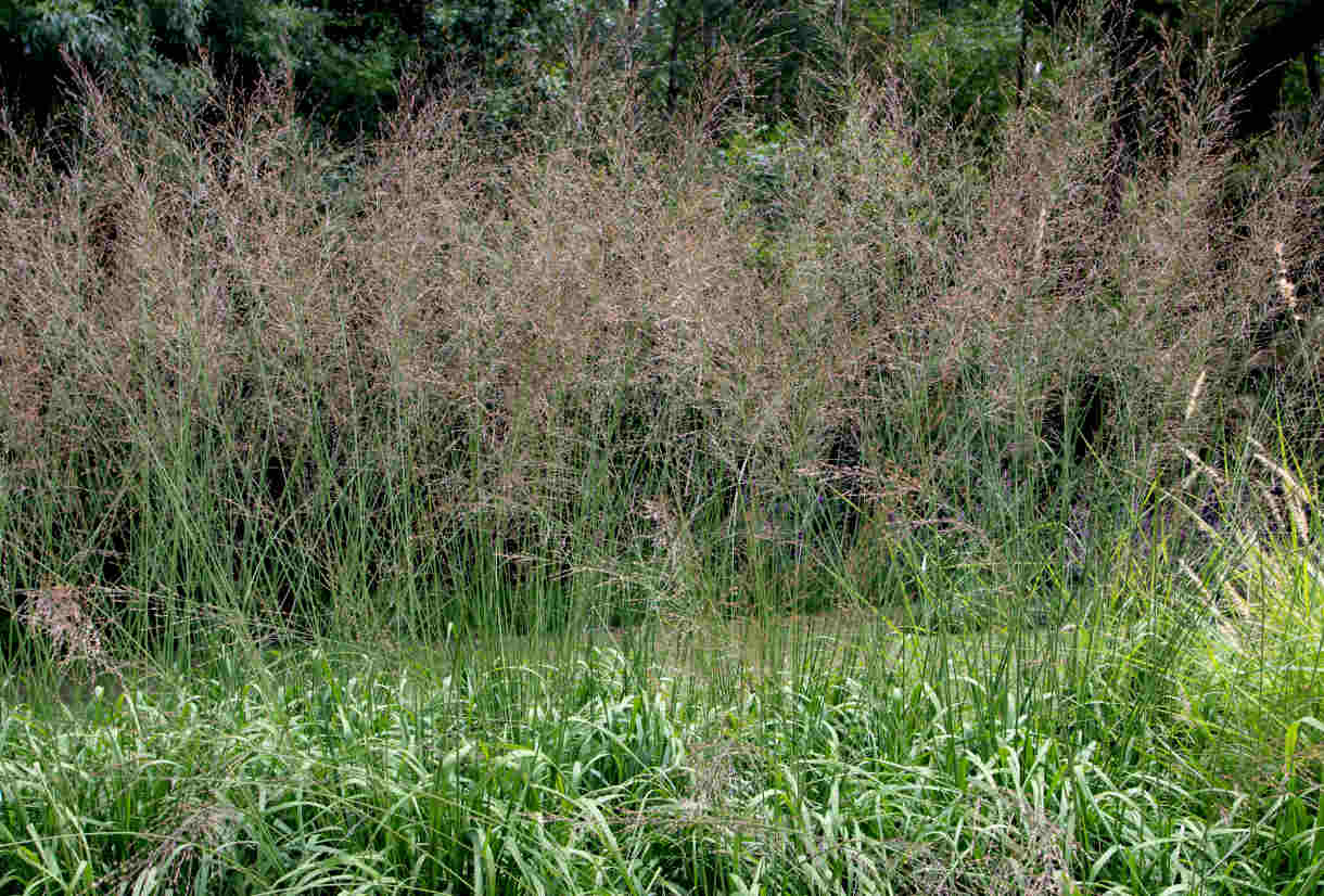 Molinia_caerulea_arundinacea_1220x888-_shutterstock_2335020063