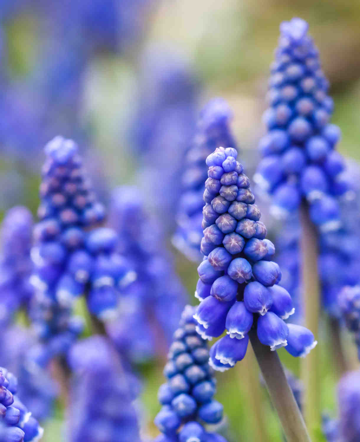 Muscari_armeniacum_shutterstock_1721600185_FOC-1220x1496