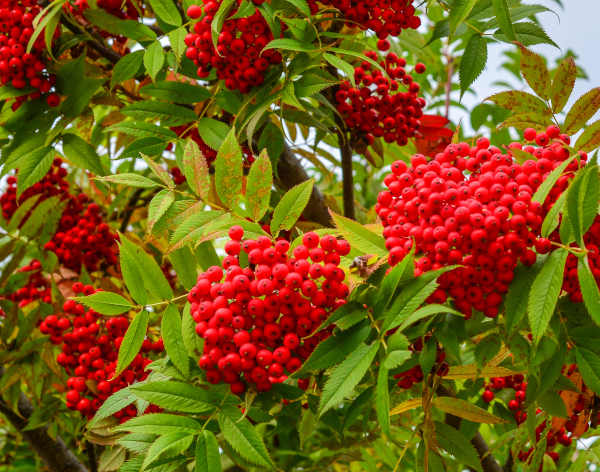 Nandina_-600x472_shutterstock_1118187806