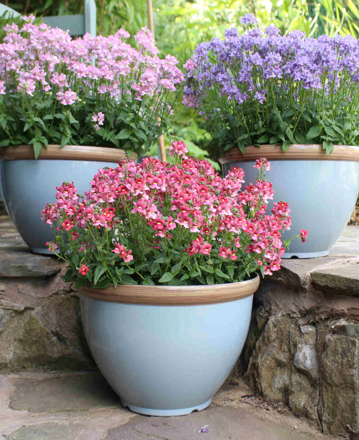 Nemesia_Melody_Pink_Lilac_Blue_and_Raspberry_in_blue_pots_Georgie_inhouse_image