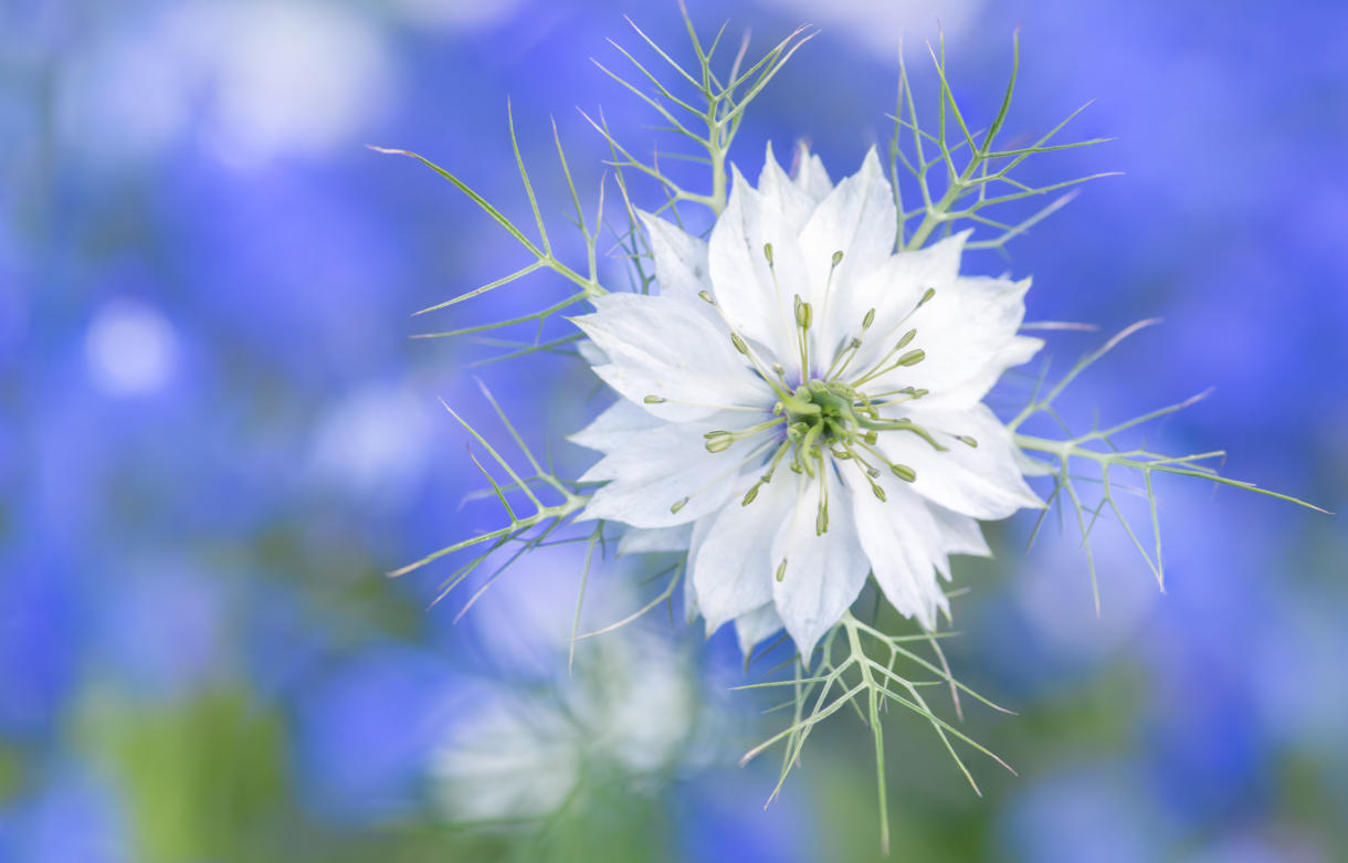 Nigella_white_-1220x781_shutterstock_701246233