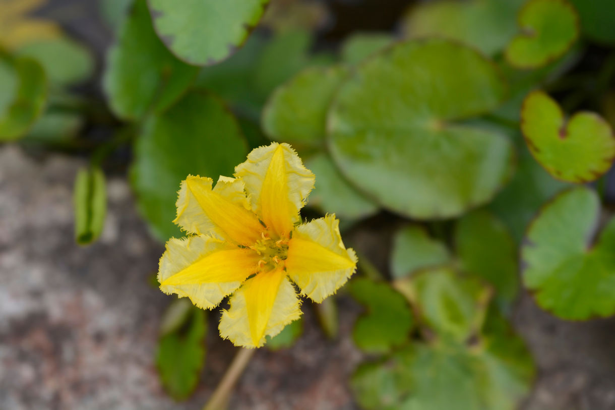 Nymphoides_peltata_1220x813-_shutterstock_2418822611