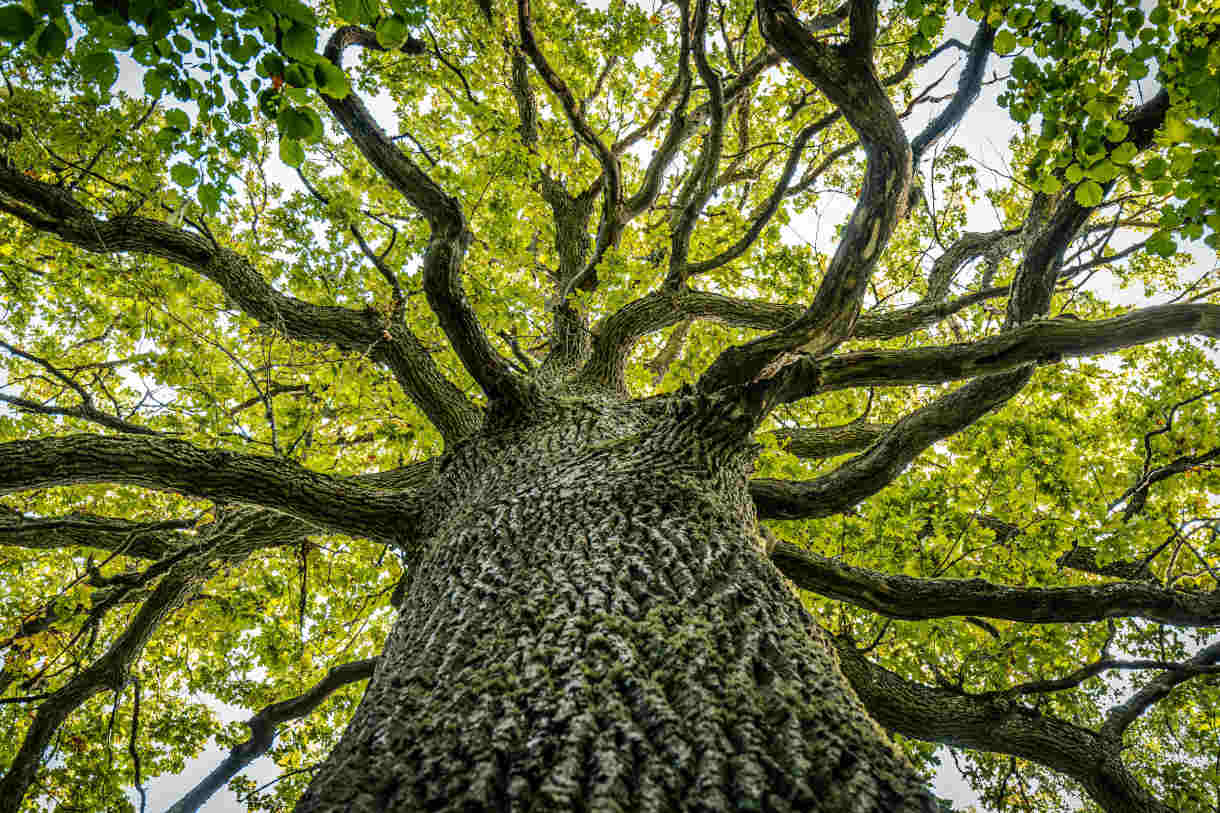 Oak_Tree_Quercus_1220x813-_shutterstock_2525359963