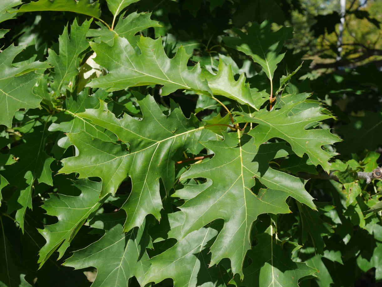 Acacia dealabata