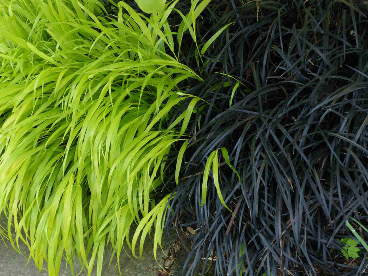 Ophiopogon_planiscapus_Hakonechloa_macra_1220x915-_shutterstock_1091143466_1