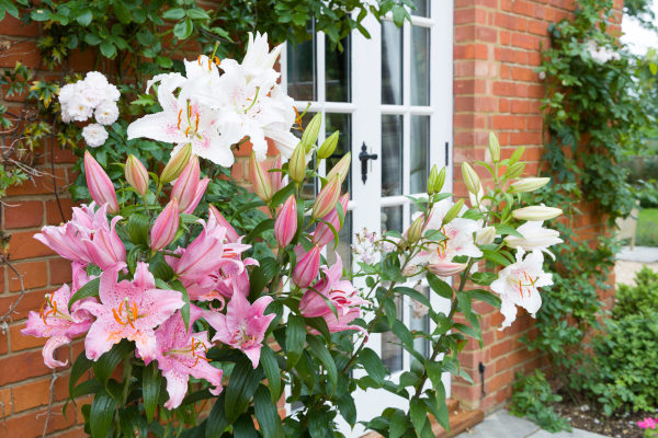 Oriental_Lillies_in_garden_600x400-_shutterstock_1905679198