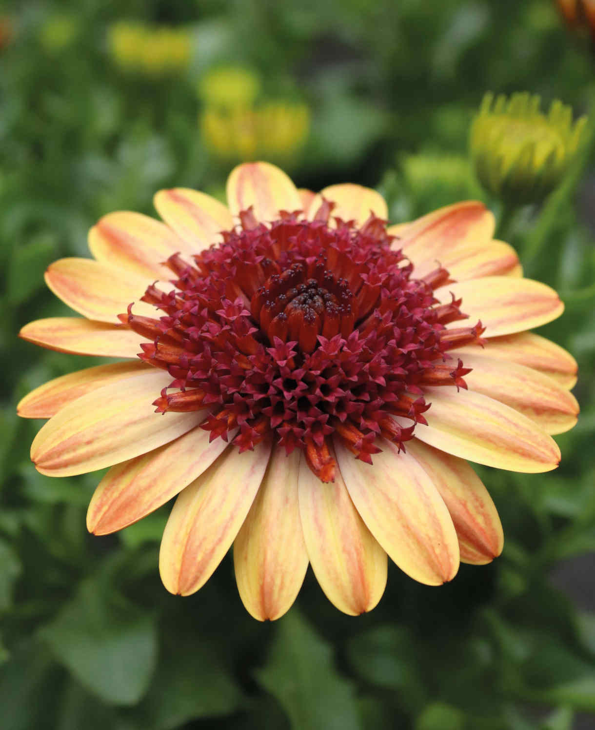 Osteospermum_Erato_Double_Orange_Centre_1220x1496_volmary