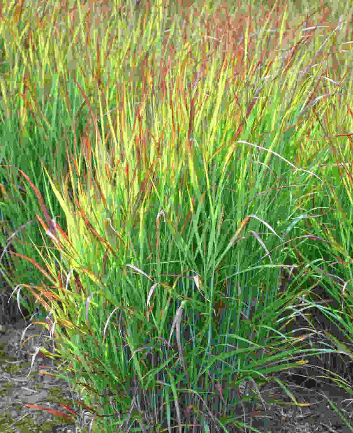 Panicum_Shenandoah_4_Grass_FOC_Newey